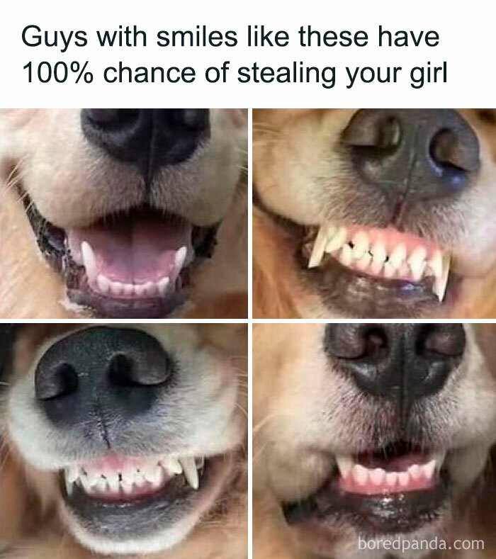 Close-up collage of dogs' smiling faces showing their teeth, capturing adorable and funny moments of pets' love.