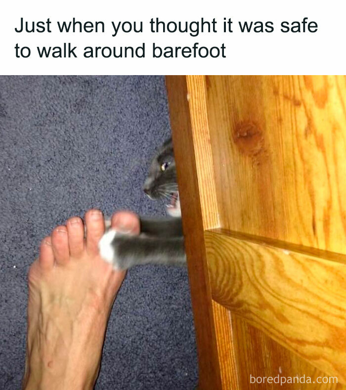 Cat playfully grabbing a barefoot on carpet near wooden furniture, showcasing funny moments of our furry companions.