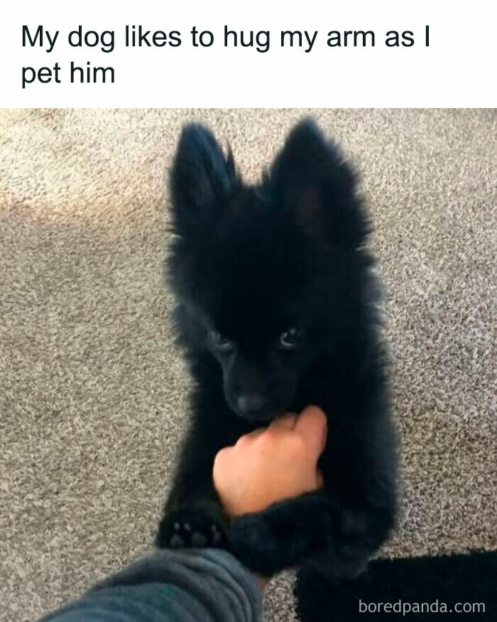 Black fluffy dog hugging owner's arm on carpet showing adorable moment of pets love and affection.