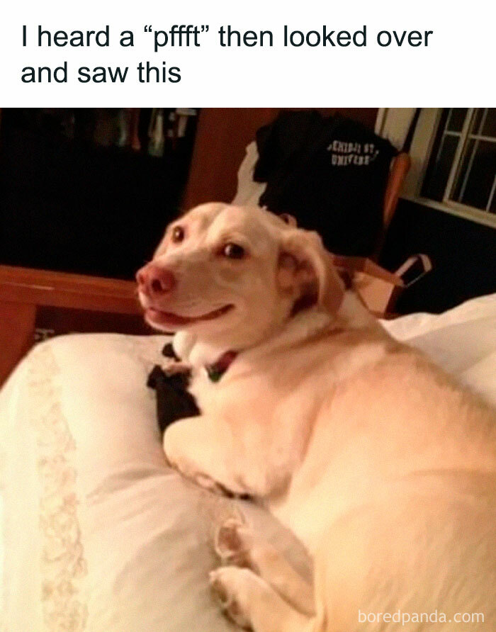 Smiling dog lying on a bed with a humorous caption about pets are love and funny moments with furry companions.