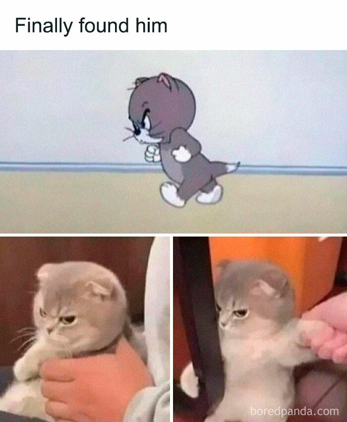 Angry cat held by a person and cartoon cat walking determinedly, capturing funny moments of pets are love.