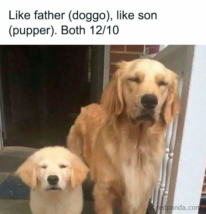 Two golden retriever dogs, one adult and one puppy, standing side by side showing adorable resemblance and calm expressions.