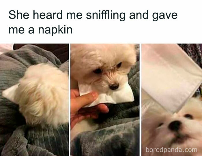Fluffy white dog comfortingly given a napkin for sniffles, showcasing pets are love with adorable furry companions.
