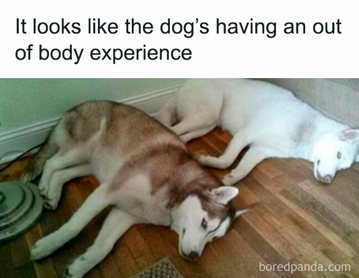 Two dogs lying on the floor, capturing a funny moment of our furry companions in a relaxed state.