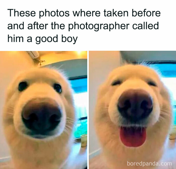Close-up before and after photos of a happy dog showing love and joy, perfect for pets are love memes and furry companions.