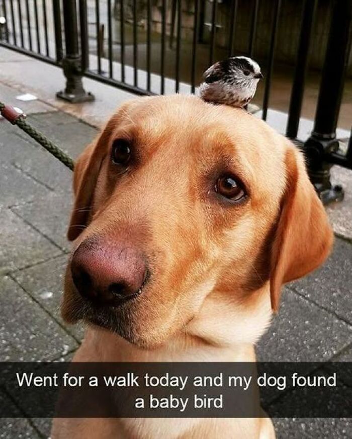 Dog with a baby bird perched on its head during a walk, showcasing adorable moments with furry companions.