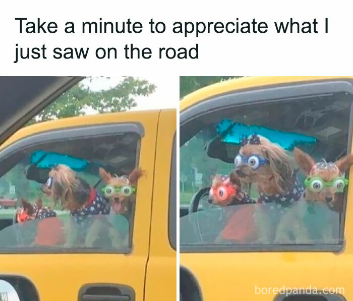 Three funny dogs wearing colorful googly eye glasses inside a yellow car, showcasing pets are love and humor.