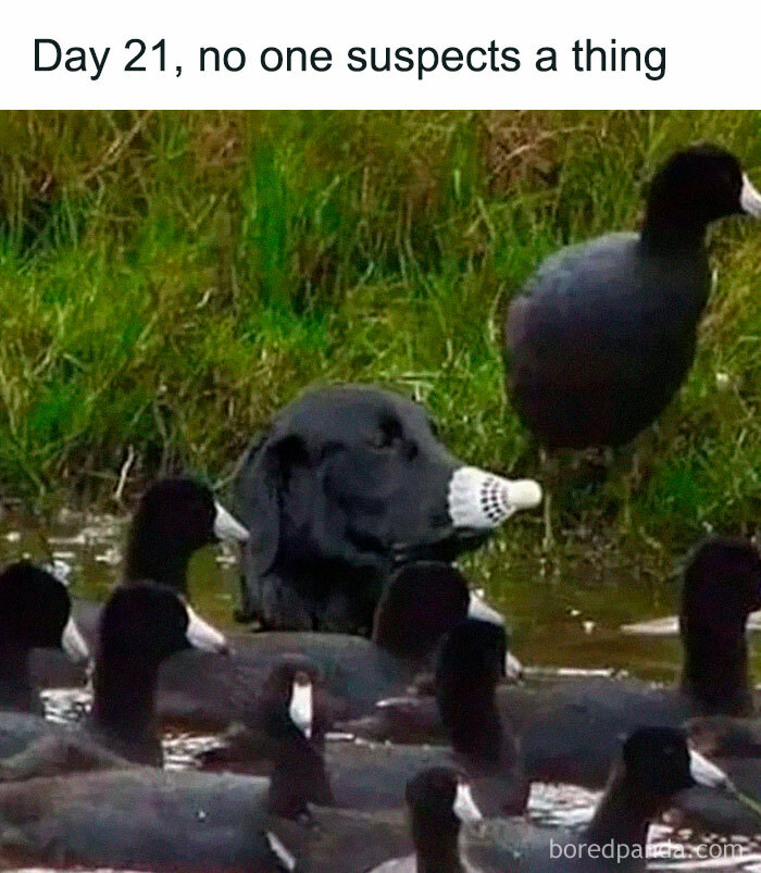 Black dog blending in with ducks in water wearing a white muzzle, funny pets are love meme about furry companions.