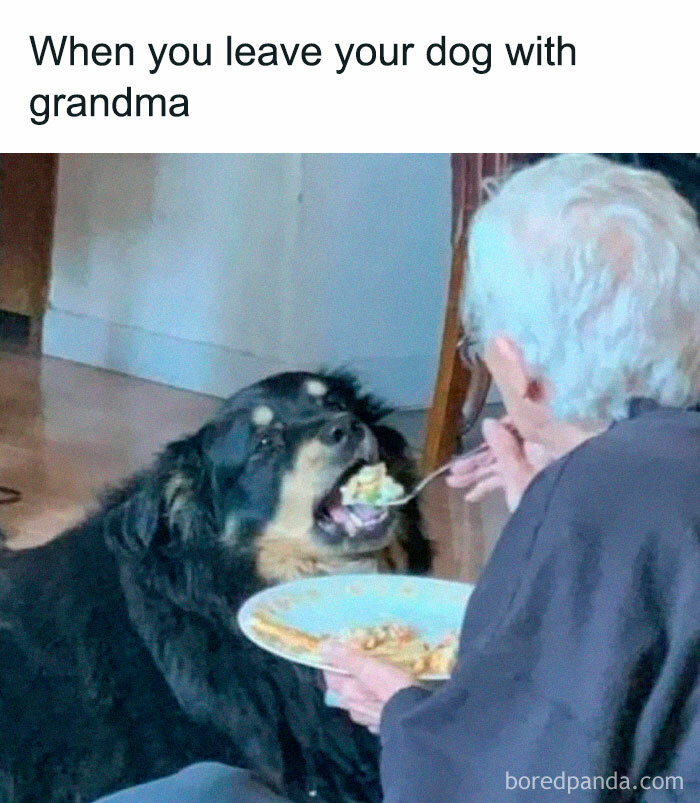 Elderly person feeding a large black dog indoors, showcasing the love and care pets receive from their owners.