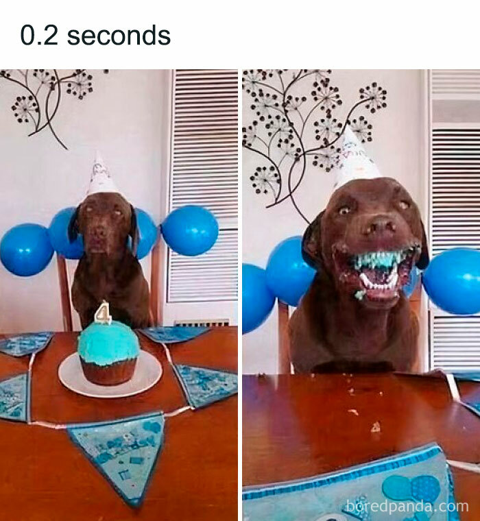 Chocolate dog wearing a party hat at birthday party with blue balloons and blue frosted cupcake celebrating pets love.