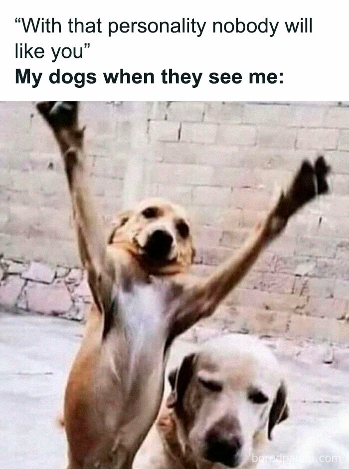 Funny meme of two dogs showing excitement, capturing the love and humor in pets as furry companions.