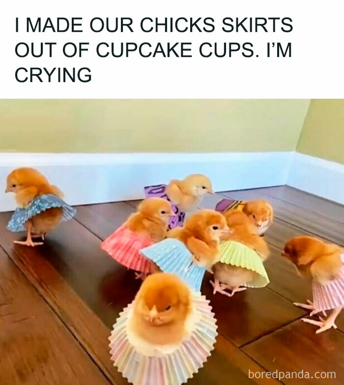 Chicks dressed in cupcake cup skirts on wooden floor, showcasing adorable and funny pets with loving care.