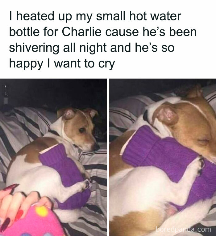 Small dog hugged to a warm hot water bottle, showing love and comfort in a cozy setting with pets are love theme.