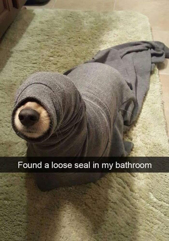 Dog wrapped in a gray cloth resembling a seal lying on a bathroom rug, showcasing funny and adorable pets are love moment.