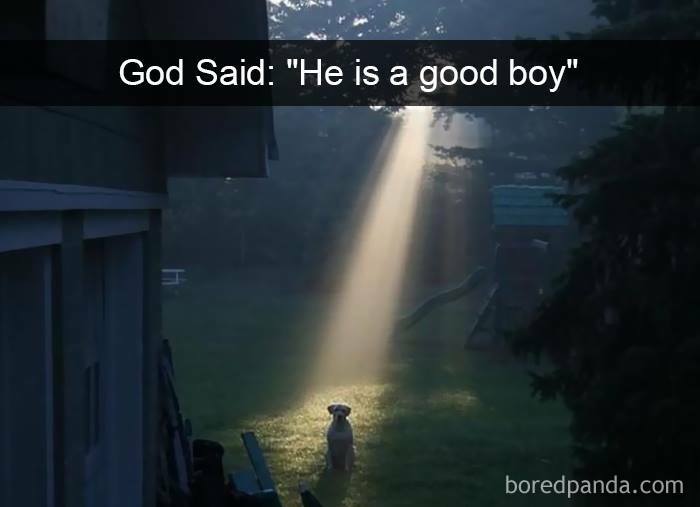 A dog sitting in a sunbeam outdoors with text saying God said he is a good boy, showing love for furry companions.