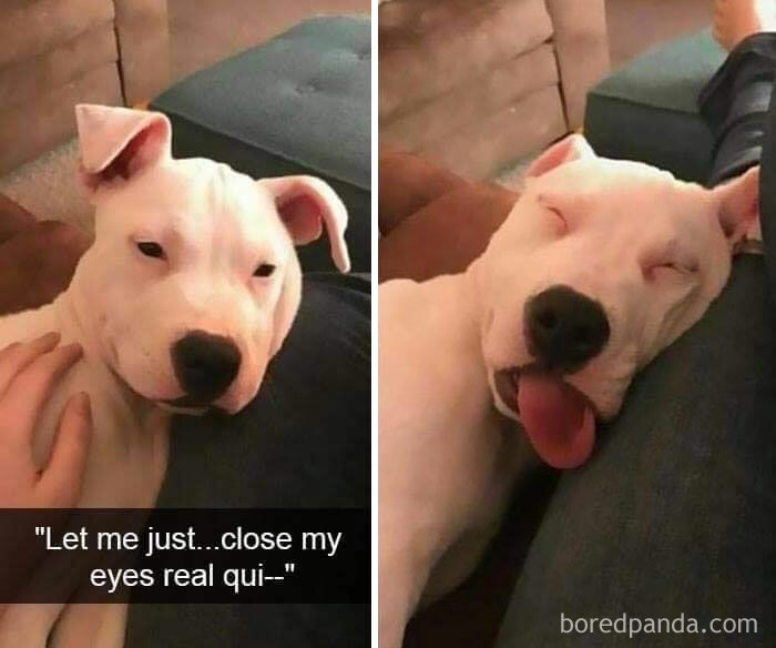 Cute white dog resting on a couch with eyes closing, showcasing the love and humor of pets in everyday moments.