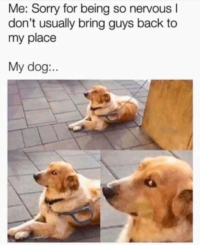 Dog lying on pavement with a suspicious side-eye glance, capturing pets are love in a funny meme format