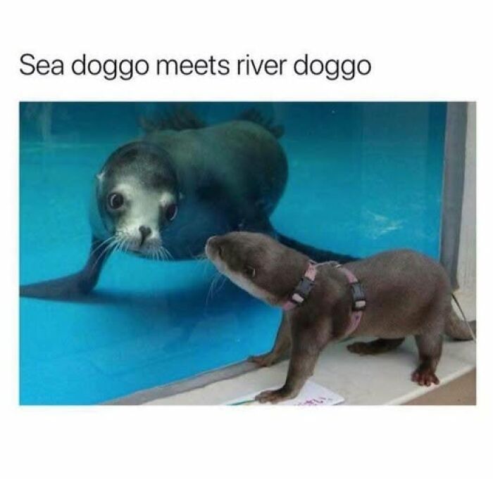 Sea otter pup wearing a harness meets a curious seal behind glass, showcasing adorable furry companions and pets.