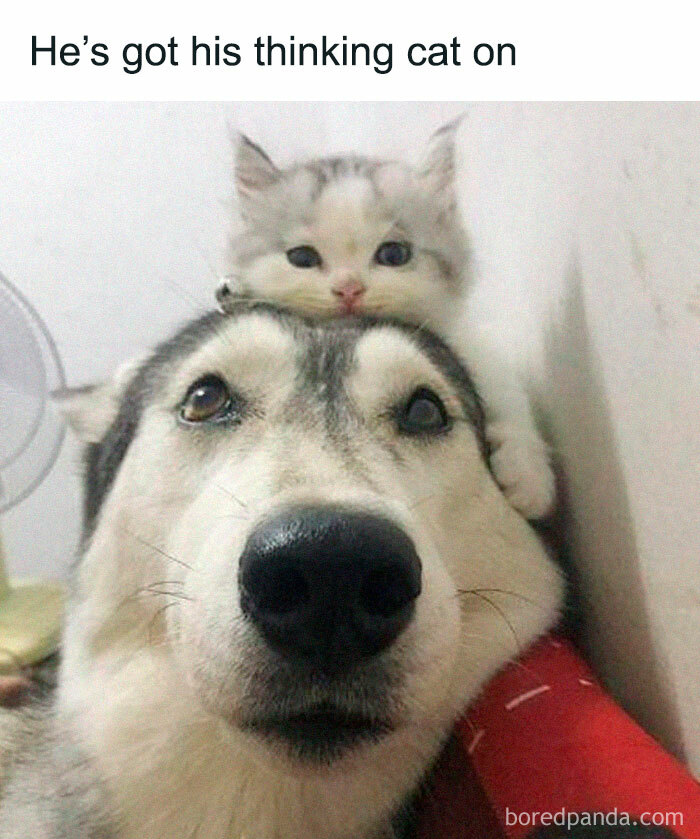 Cute kitten resting on a husky dog's head showing the bond between furry companions and pets are love.