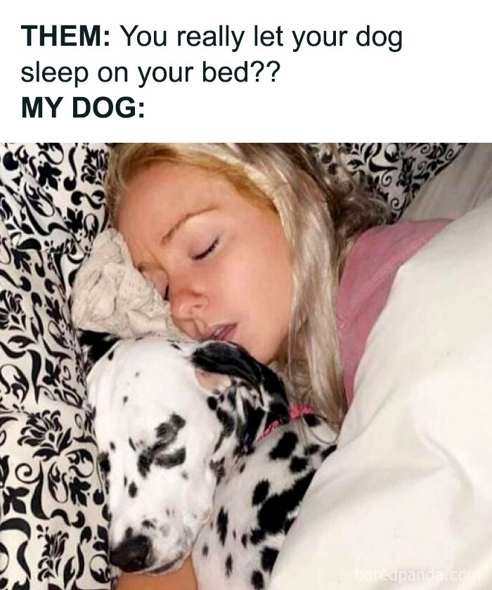 Woman and her Dalmatian dog cuddling and sleeping together in bed showing pets are love and comfort.