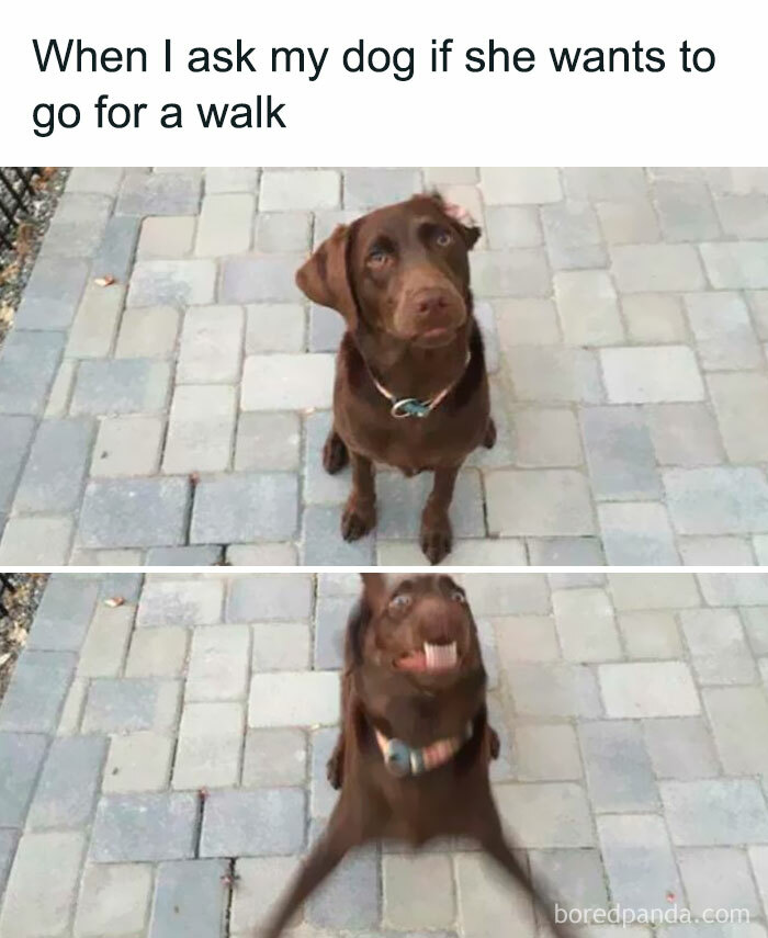 Brown dog showing calm and excited expressions on a paved surface, capturing the playful love of pets and furry companions.