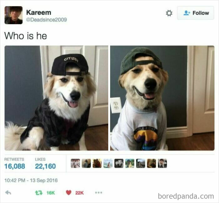 A dog wearing a baseball cap and casual clothes, featured in a funny pet meme about furry companions.