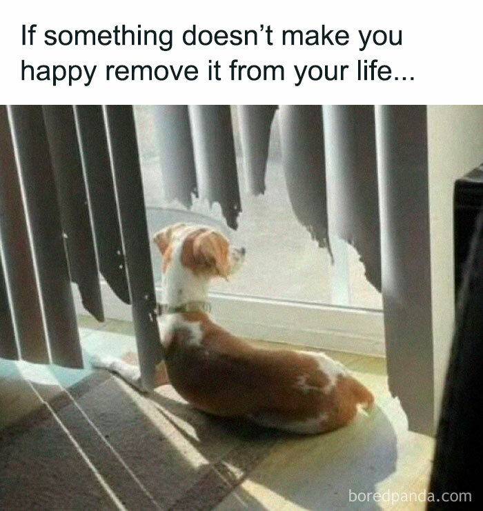 Dog sitting by torn curtains looking outside with caption about removing what doesn’t make you happy, pets are love meme.