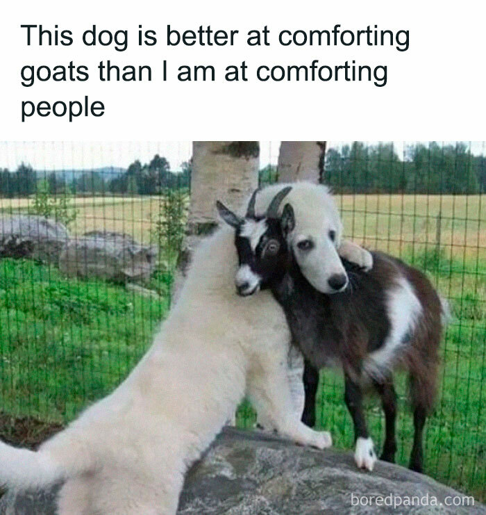 Dog hugging a goat showing the love and comfort pets provide as adorable furry companions in a green outdoor setting.