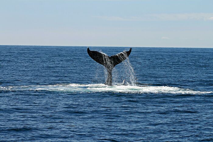 Whale tail emerging from the ocean with water dripping, capturing weird and fascinating things that happened in the ocean.