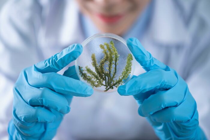 Scientist wearing blue gloves holding a petri dish with green algae, testing biology knowledge in a laboratory setting.