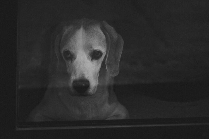 Sad dog looking out a window in black and white, reflecting the emotion of chaotic and dramatic breakup stories.