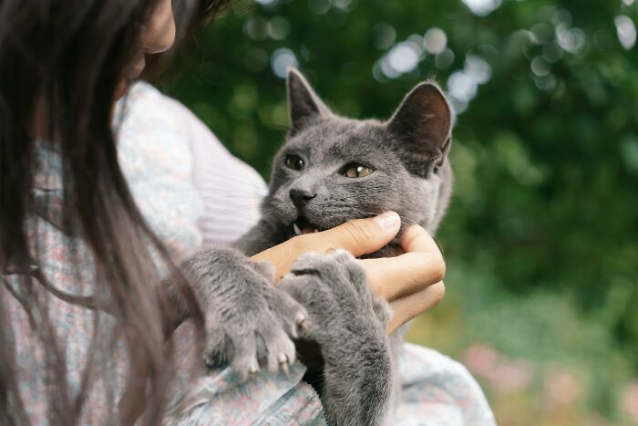 Gray cat biting a person's hand gently outdoors, showing claws with a blurred green natural background, capturing destructive cat behavior.