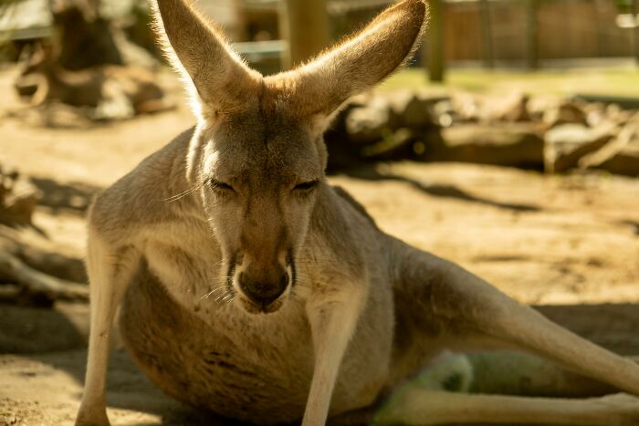 Kangaroo resting in sunlight with detailed view of fur and large ears in a natural outdoor setting for World Kangaroo Day.