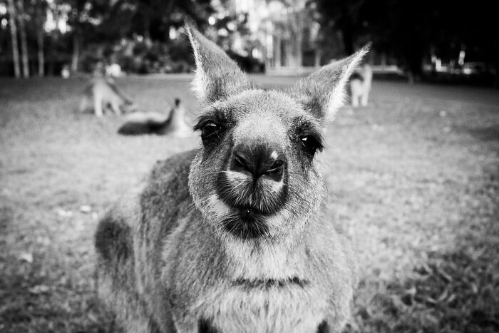 Close-up of a kangaroo in a park setting highlighting unique features for World Kangaroo Day awareness.