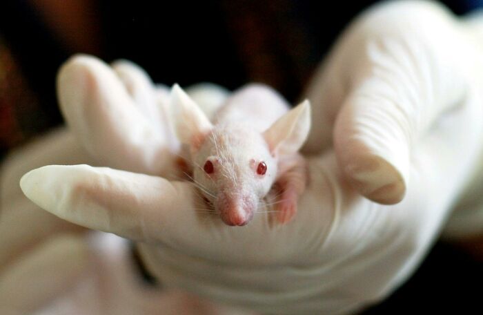 Person wearing gloves holding a white lab mouse, highlighting people share potentially dangerous situations in research settings.