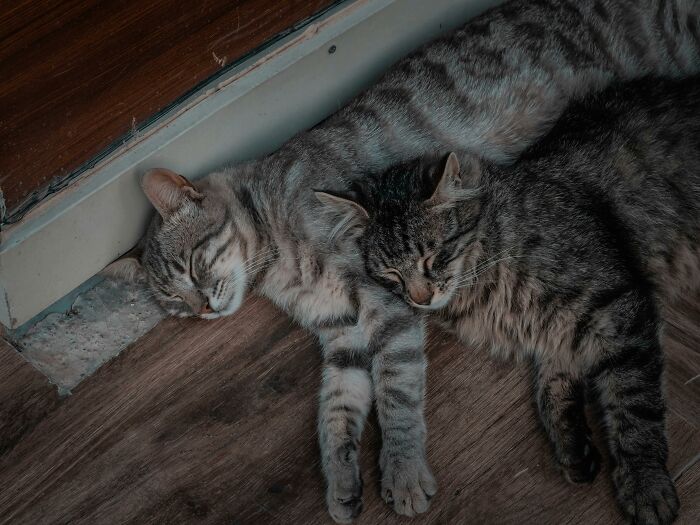 Two tabby cats sleeping closely together on a wooden floor inside a stranger’s house.