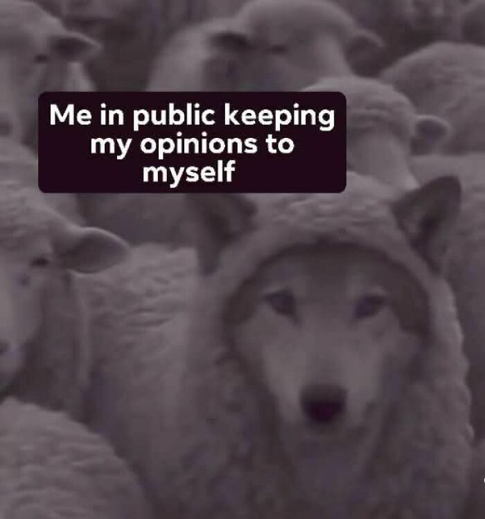 A wolf disguised as a sheep among flock representing evil thoughts and unhinged meme humor about keeping opinions private.