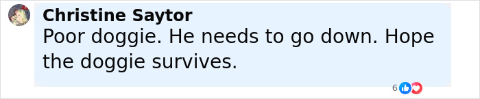 Comment expressing concern for a pit bull thrown off balcony while protecting a teenage girl, hoping the dog survives.