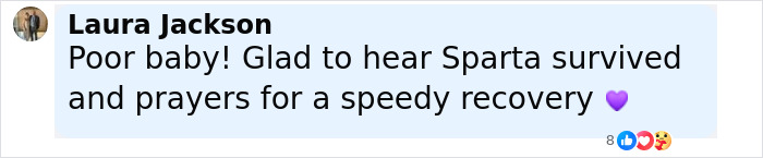 Comment expressing relief that Sparta the Pit Bull survived and wishes for a speedy recovery after being thrown off a balcony.