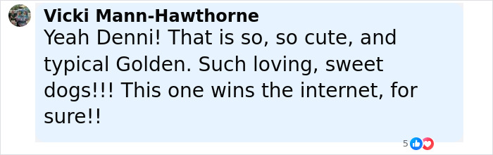 Golden Retriever gently giving a baby koala a piggyback ride, showcasing a heartwarming animal friendship moment. Golden Retriever gently giving a baby koala a piggyback ride, showcasing a heartwarming animal friendship moment.