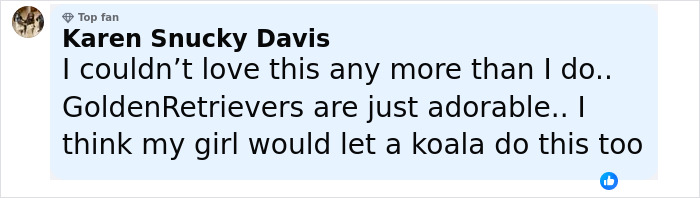 Comment from Karen Snucky Davis praising golden retrievers and imagining her dog letting a koala ride piggyback. Comment from Karen Snucky Davis praising golden retrievers and imagining her dog letting a koala ride piggyback.