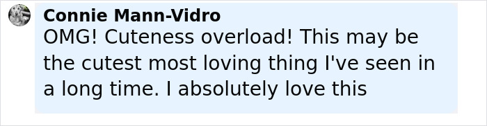 Golden Retriever giving a baby koala a piggyback ride outdoors, creating a heartwarming and adorable moment. Golden Retriever giving a baby koala a piggyback ride outdoors, creating a heartwarming and adorable moment.