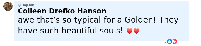 Comment praising Golden Retriever's gentle nature with heart emojis, highlighting its beautiful soul and typical behavior. Comment praising Golden Retriever's gentle nature with heart emojis, highlighting its beautiful soul and typical behavior.