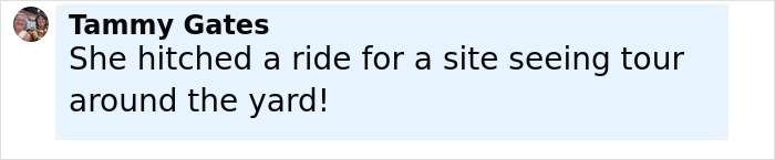 Golden Retriever carrying a baby koala on its back, showcasing a heartwarming piggyback ride moment. Golden Retriever carrying a baby koala on its back, showcasing a heartwarming piggyback ride moment.