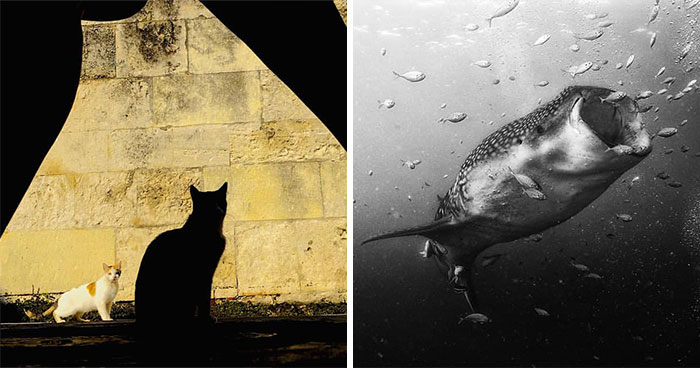 This Account Shares Some Of The Most Beautiful Wildlife Photos Ever Taken (25 Pics)