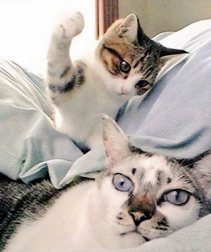 Kitten about to paw a cat lying on a bed, a hilarious photo captured just before disaster struck.