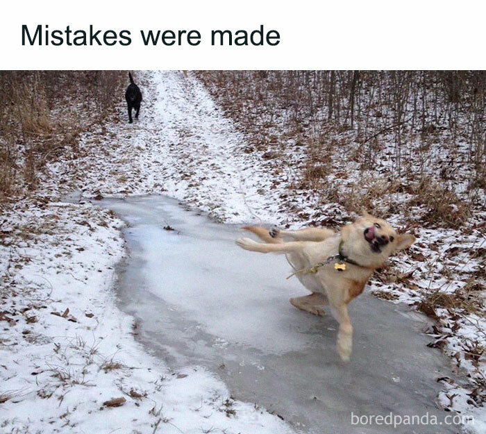 Dog slipping on icy trail with funny expression, capturing hilarious moment before disaster struck outdoors in winter.