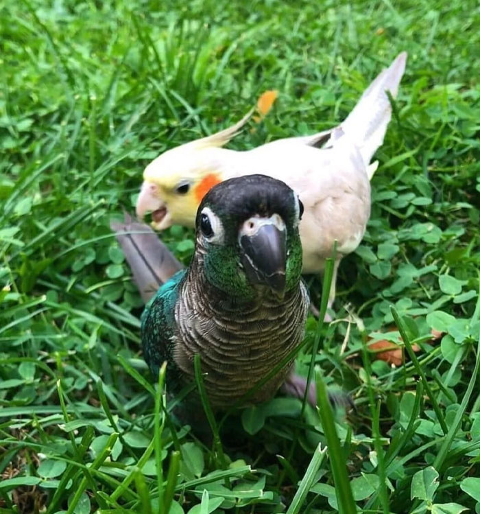 Two colorful birds on grass, a perfect moment captured in hilarious photos before disaster struck.