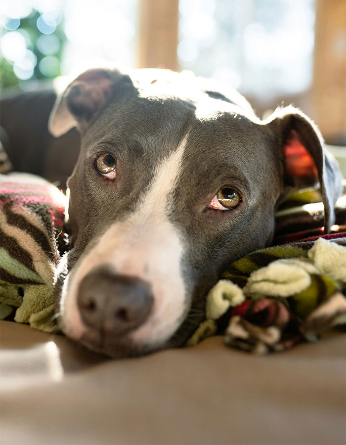 Close-up of a pit bull resting on a colorful blanket, highlighting the dog's expressive eyes and calm demeanor.
