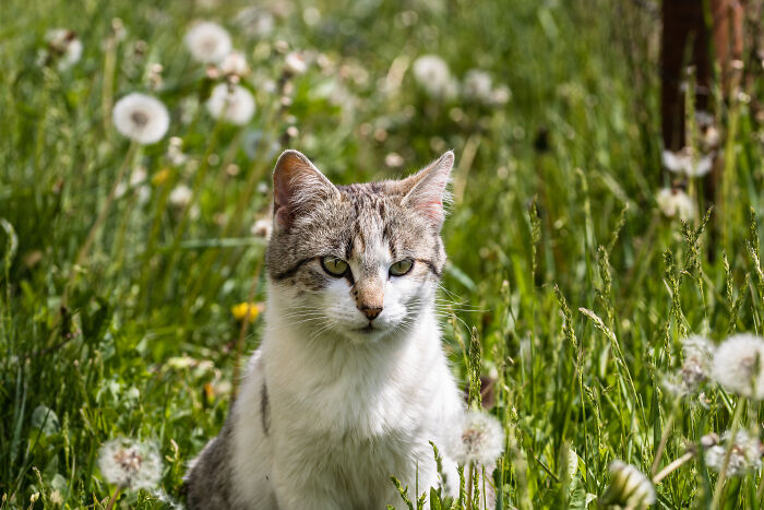 Cat sitting attentively in a field of dandelions, showcasing the intelligence of pets surprising their owners.